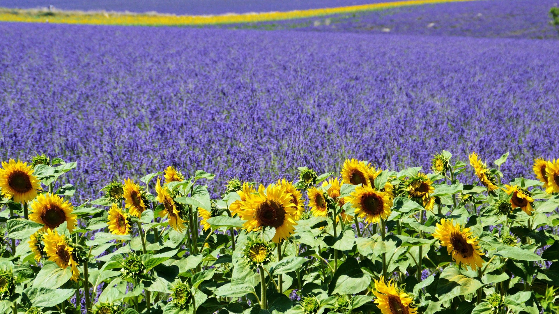 Exploring the Enchanting History of Provence, France